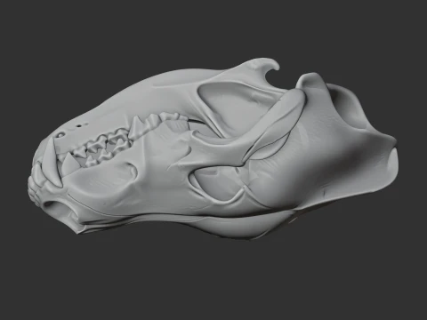 Eurasian Wolf Skull 3D Model