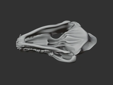Eurasian Wolf Skull 3D Model