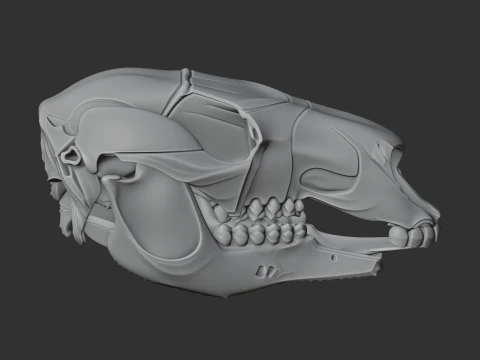 Euro Wallaroo Skull 3D Model