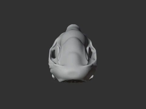 European Mole Skull 3D Model