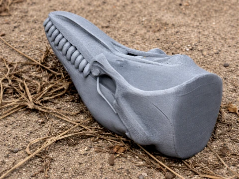Faux crâne d'épaulard Modèle 3D