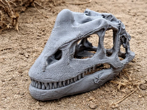 Fasolasuchus Skull 3D Model
