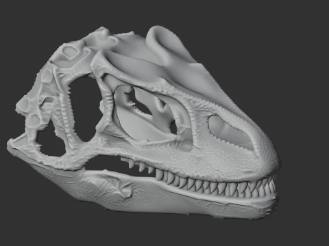 Fasolasuchus Skull 3D Model