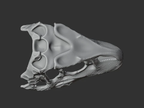 Fasolasuchus Skull 3D Model