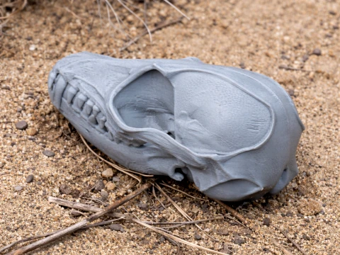 Fennek-Fuchs-Schädel 3D Modell