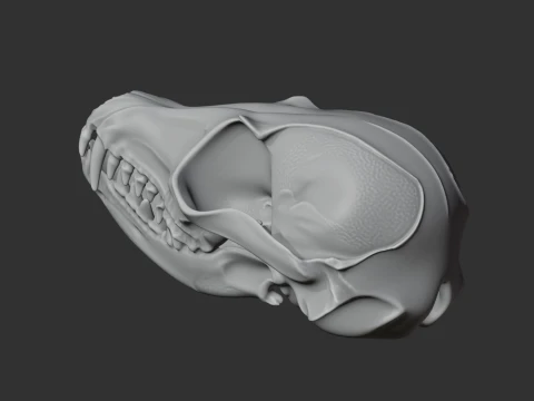 Fennec Fox Skull 3D Model
