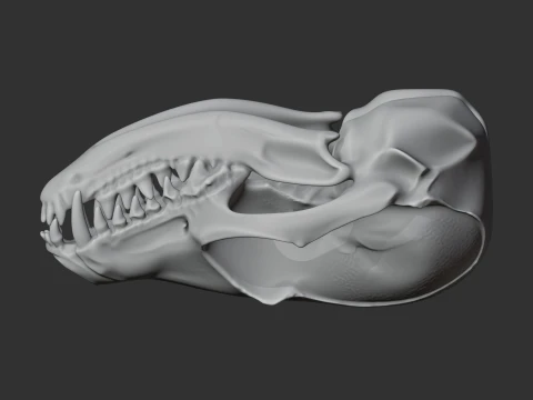 Fennec Fox Skull 3D Model