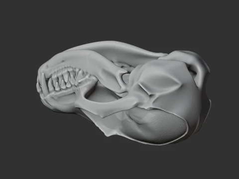 Fennec Fox Skull 3D Model