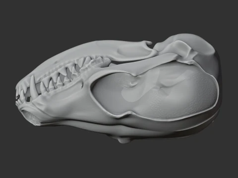 Fennec Fox Skull 3D Model
