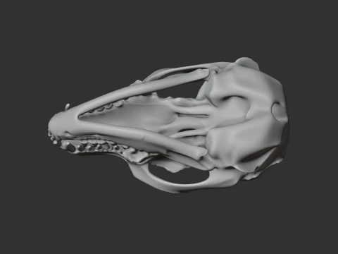 Fennec Fox Skull 3D Model