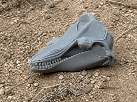 Teschio di balenottera comune Modello 3D