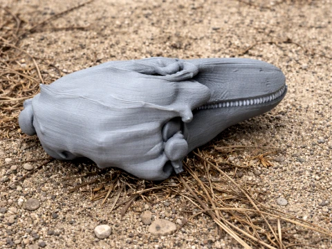 Flossenloser Schweinswalschädel 3D Modell