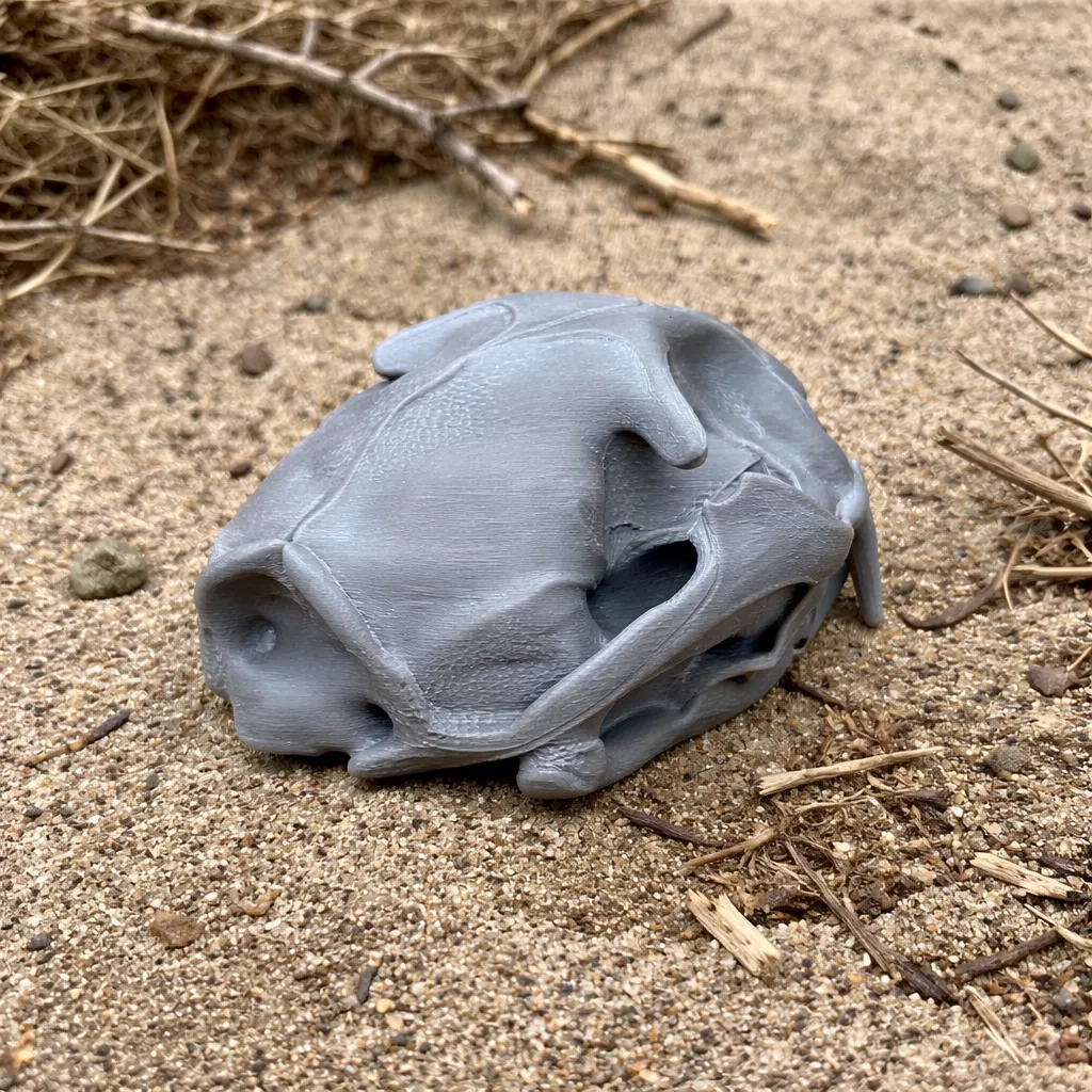 Fishing Cat Skull 3D Model .c4d .max .obj .3ds .fbx .stl .blend 