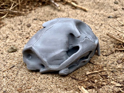 Crânio de gato pescador Modelo 3D