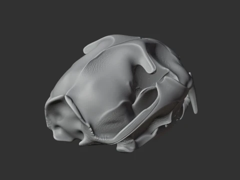 Fishing Cat Skull 3D Model