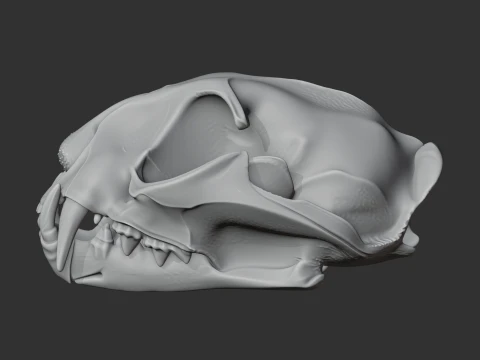 Fishing Cat Skull 3D Model