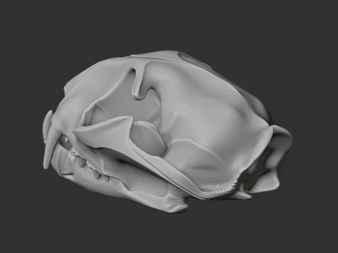 Fishing Cat Skull 3D Model