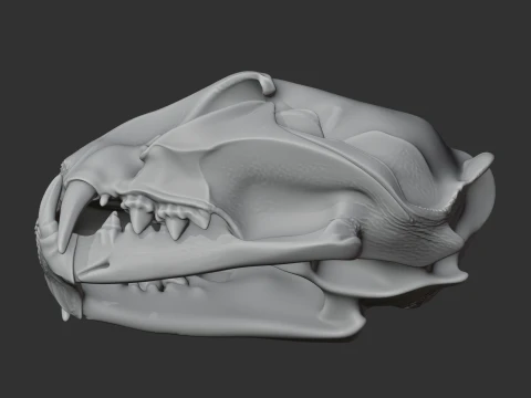 Fishing Cat Skull 3D Model