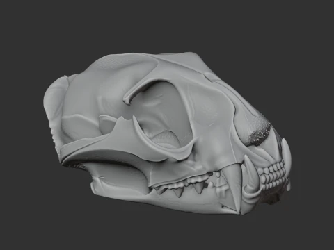 Fishing Cat Skull 3D Model