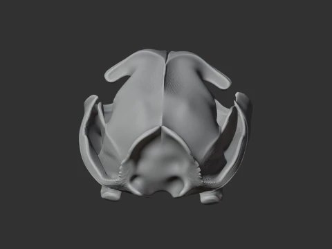 Fishing Cat Skull 3D Model