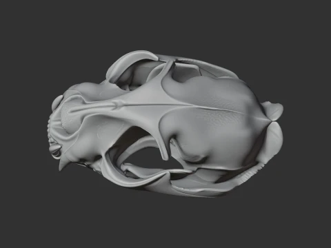 Fishing Cat Skull 3D Model