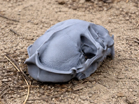 Flachköpfiger Katzenschädel 3D Modell