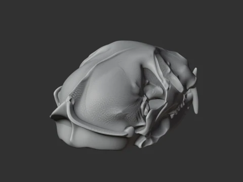 Flat-headed Cat Skull 3D Model