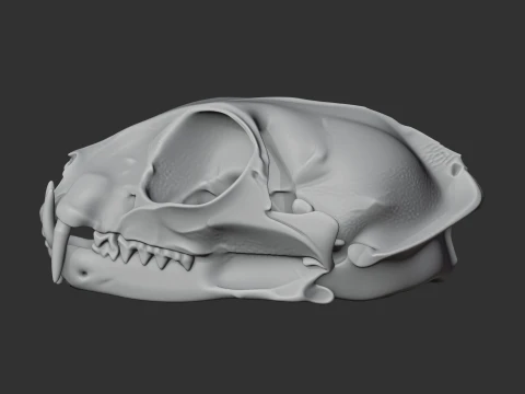 Flat-headed Cat Skull 3D Model