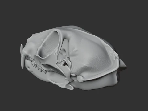 Flat-headed Cat Skull 3D Model