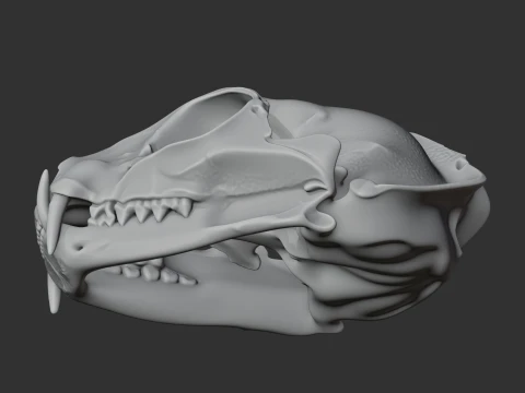 Flat-headed Cat Skull 3D Model