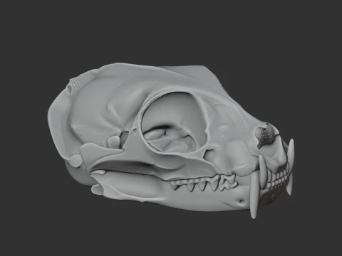 Flat-headed Cat Skull 3D Model