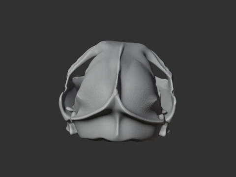 Flat-headed Cat Skull 3D Model