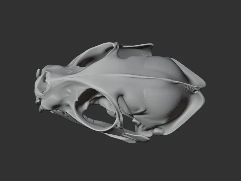 Flat-headed Cat Skull 3D Model