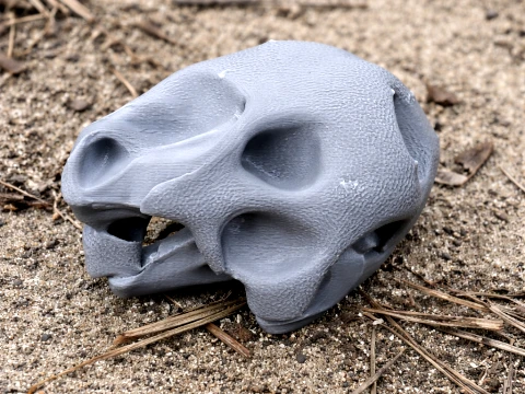 Cr&aacute;neo de tortuga de Gal&aacute;pagos Modelo 3D