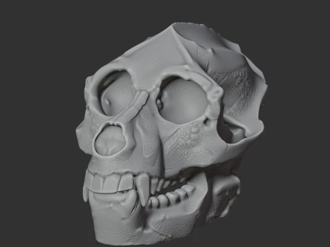 Aegyptopithecus Skull 3D Model