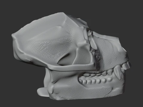 Aegyptopithecus Skull 3D Model