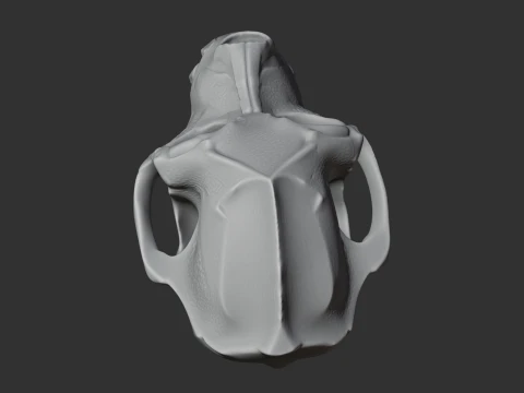 Aegyptopithecus Skull 3D Model