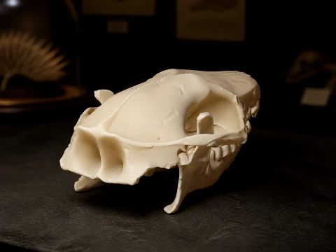 Cr&acirc;ne de h&eacute;risson pygm&eacute;e africain Modèle 3D
