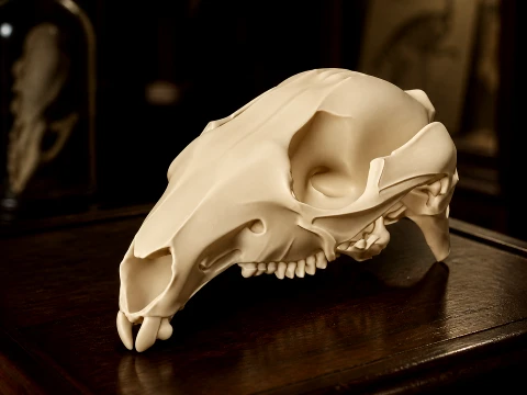 Behendige Wallaby-schedel 3D Model