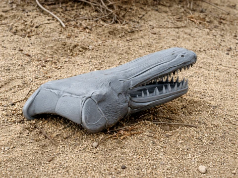 Alligator Gar Longnose Skull Model 3D