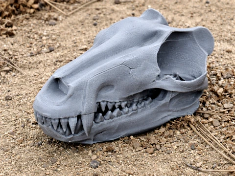 Andrewsarchus Skull 3D Model