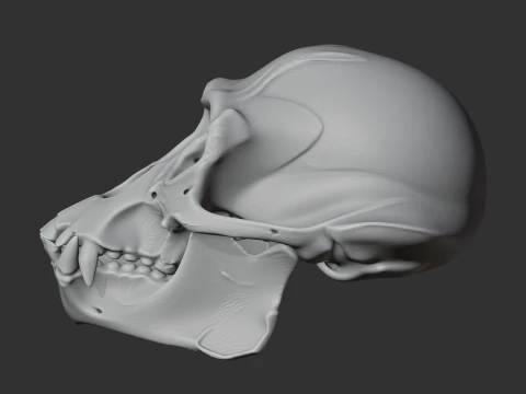 Apidium Skull 3D Model
