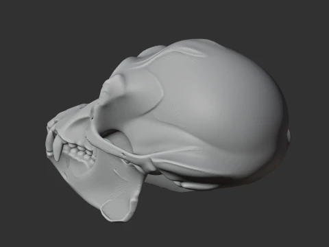 Apidium Skull 3D Model