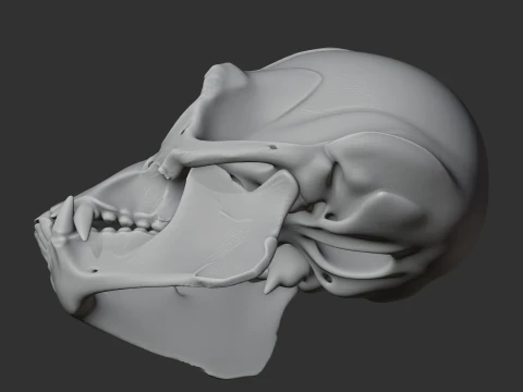Apidium Skull 3D Model