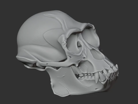 Apidium Skull 3D Model