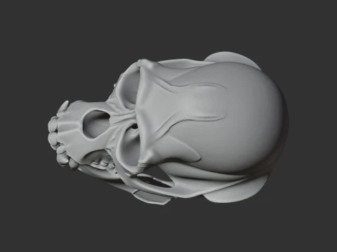 Apidium Skull 3D Model