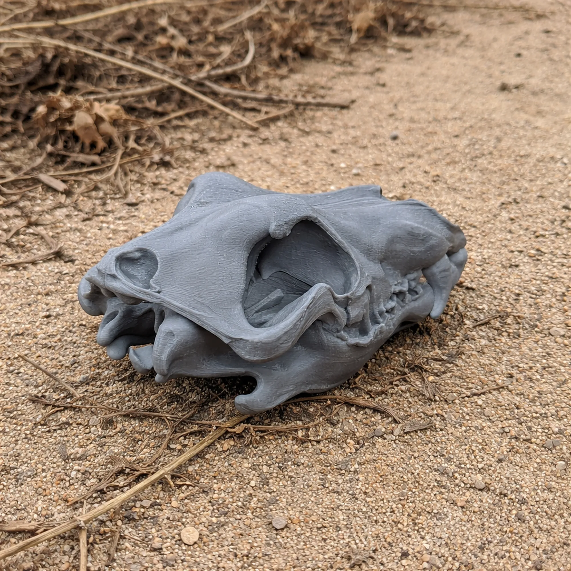 Arctic Wolf Skull 3D Model .c4d .max .obj .3ds .fbx .stl .blend