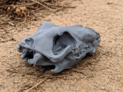 Arctic Wolf Skull 3D Model