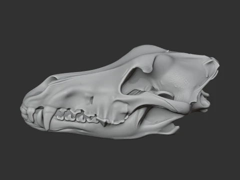 Arctic Wolf Skull 3D Model