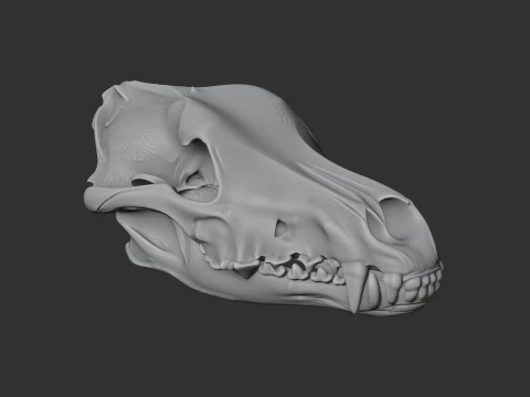 Arctic Wolf Skull 3D Model